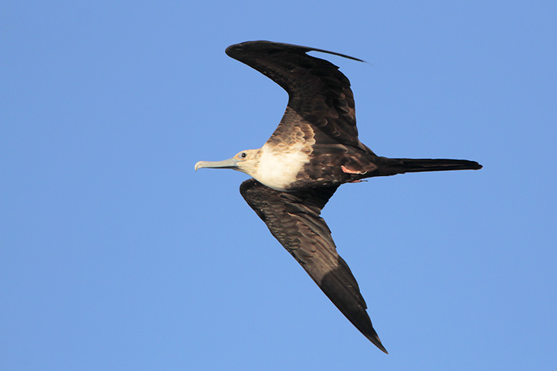 Magnificent Frigatebird