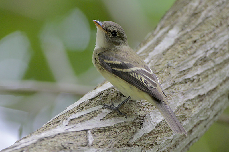 Willow/Alder Flycatcher