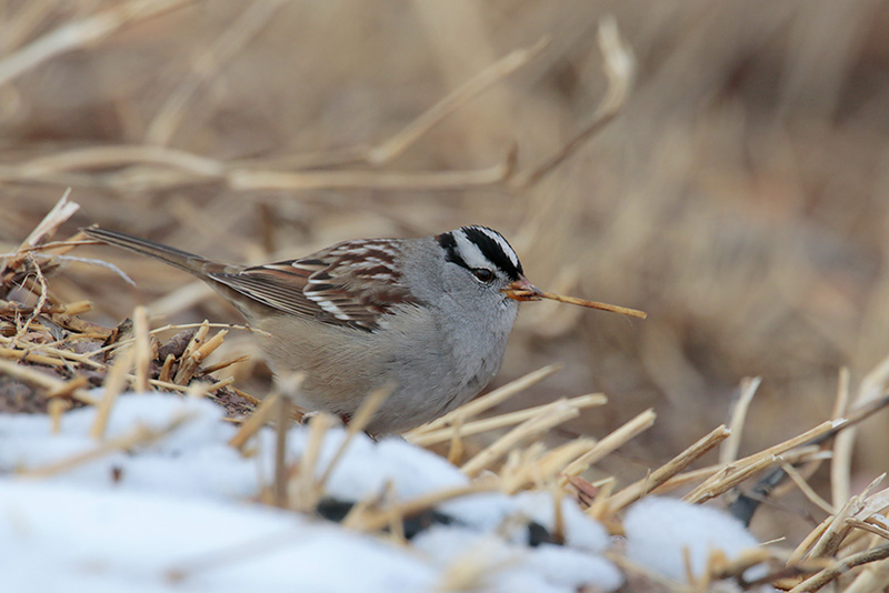 White-crowned Sparrow