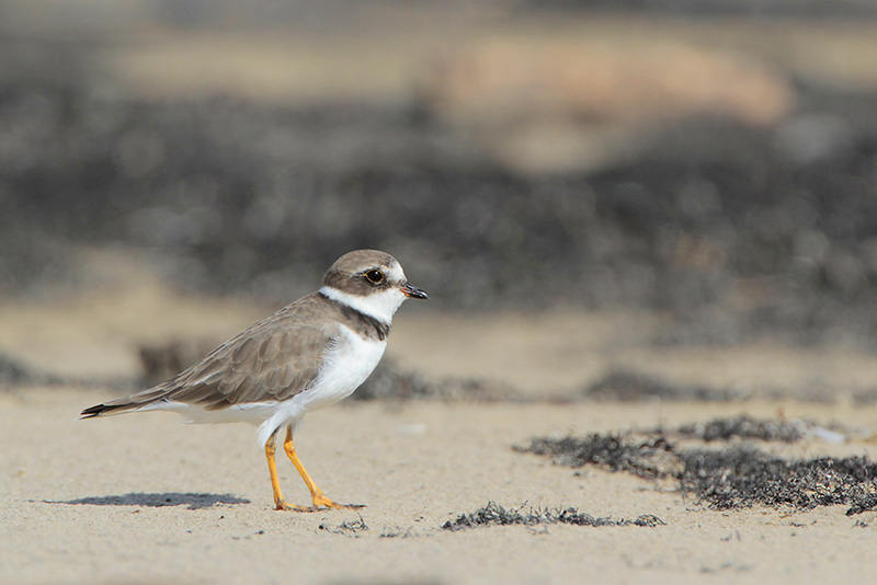 Semipalmated Plover