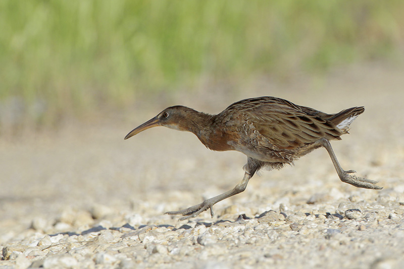 Clapper Rail