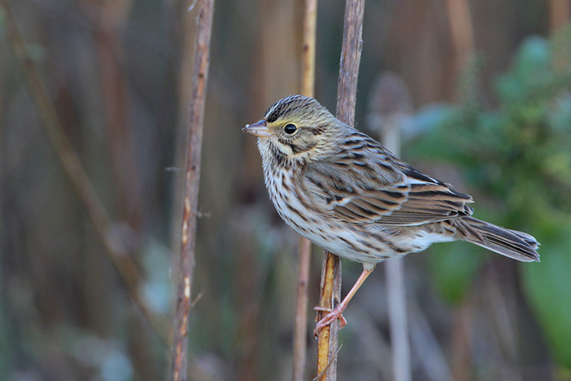 Savannah Sparrow