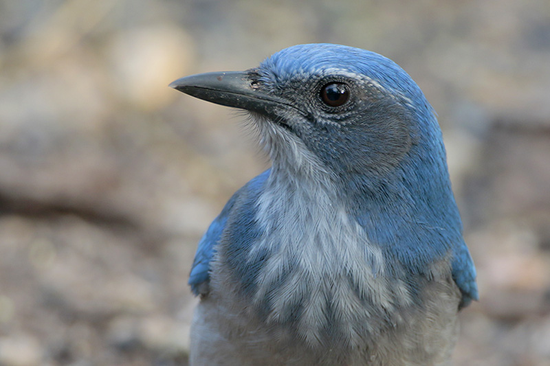Western Scrub-Jay