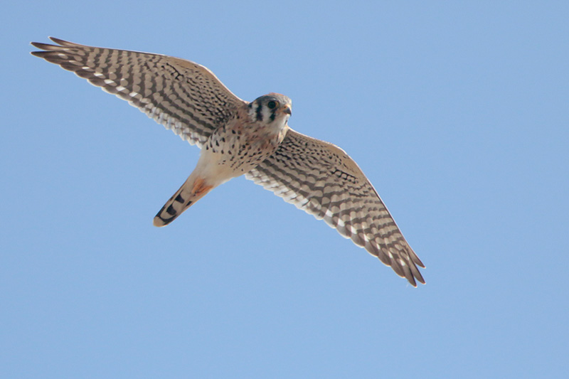 American Kestrel