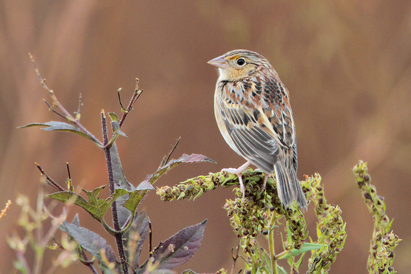Grasshopper Sparrow