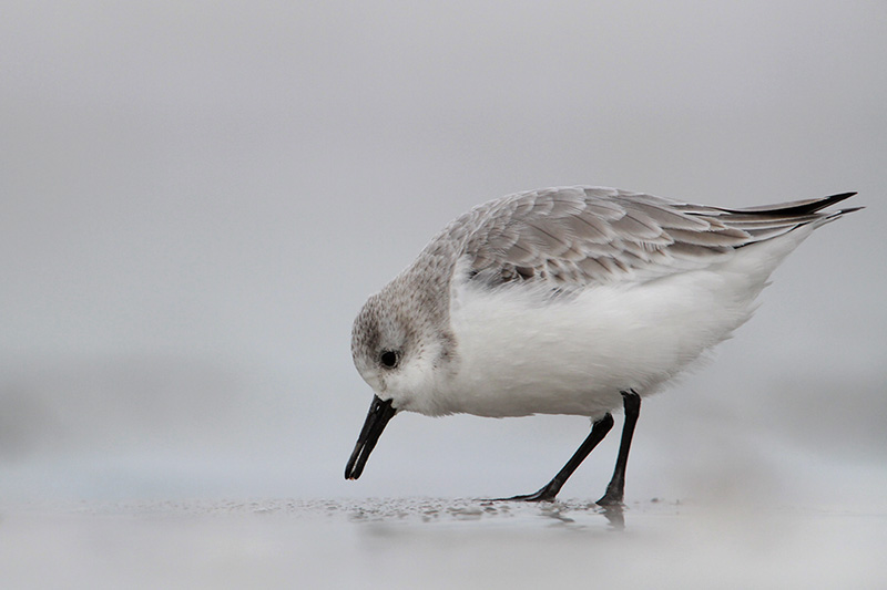 Sanderling