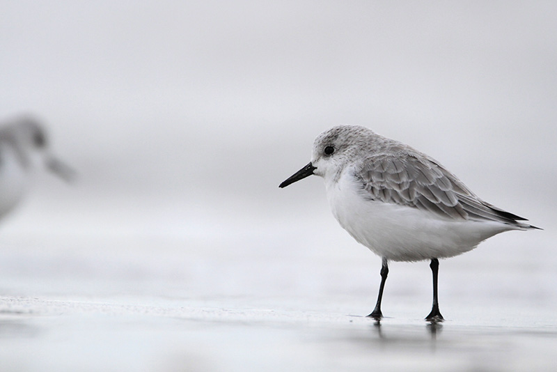 Sanderling