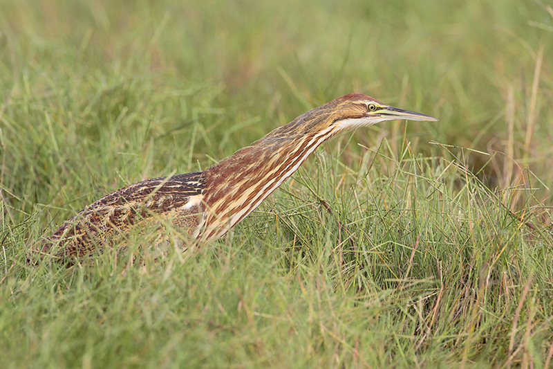 American Bittern