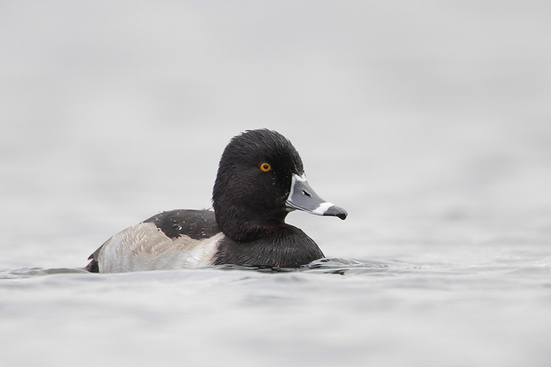Ring-necked Duck