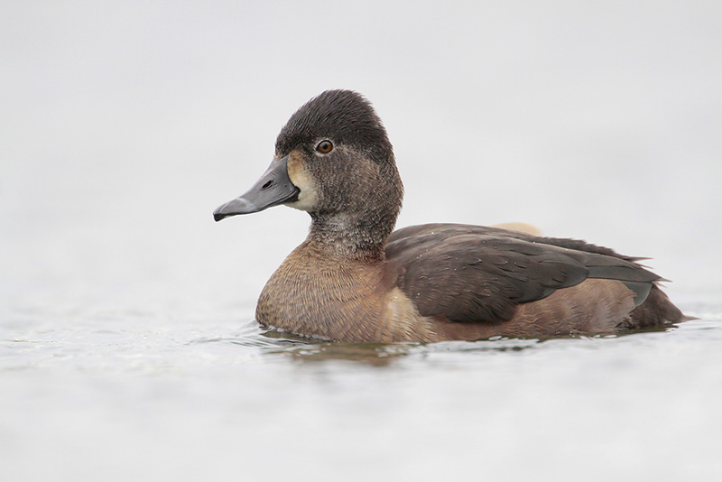 Ring-necked Duck