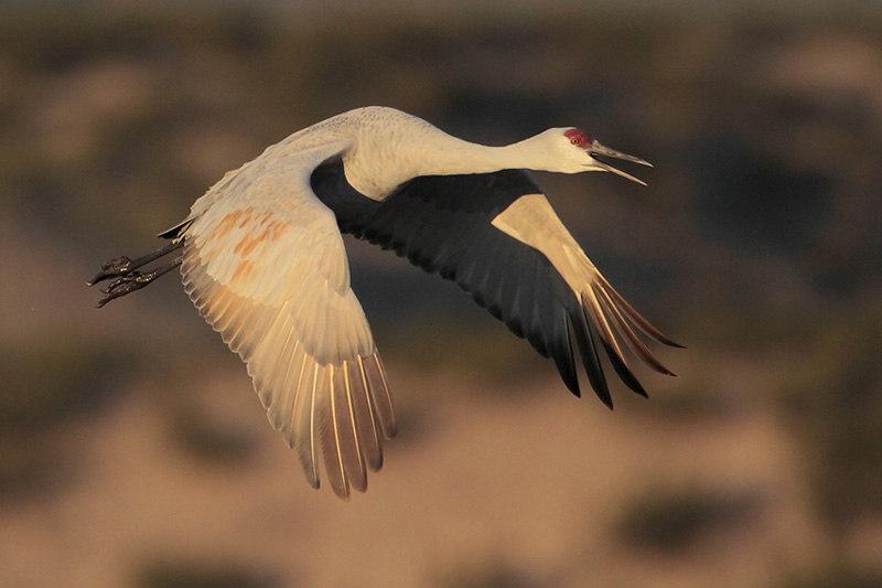 Sandhill Crane