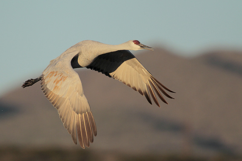 Sandhill Crane