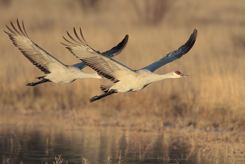 Sandhill Crane