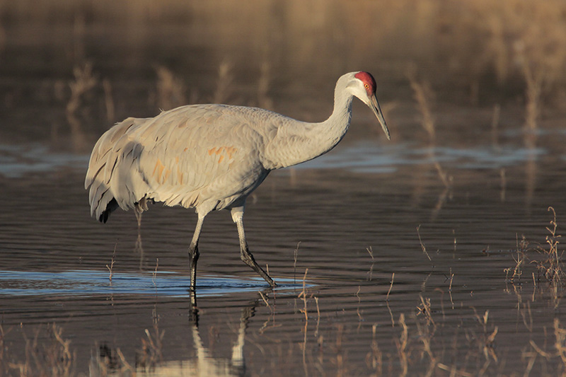 Sandhill Crane