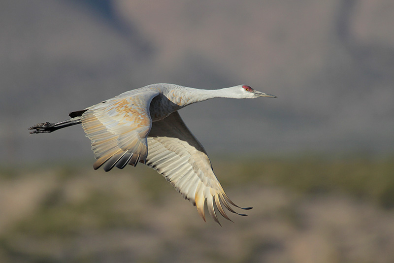 Sandhill Crane