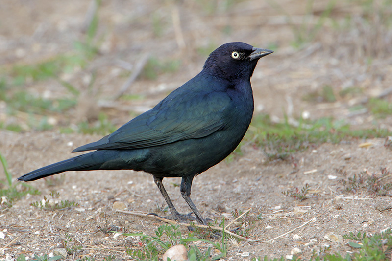 Brewers Blackbird