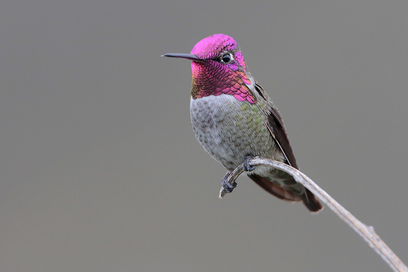 Annas Hummingbird