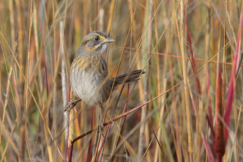 Seaside Sparrow