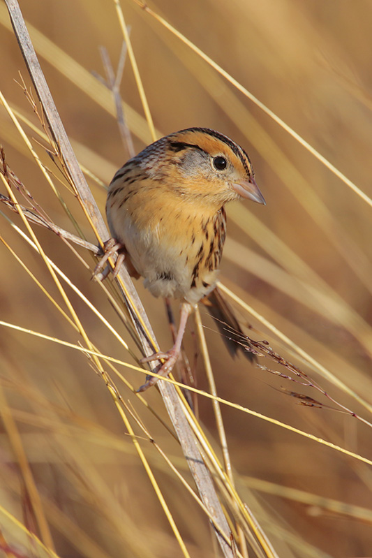 Le Contes Sparrow