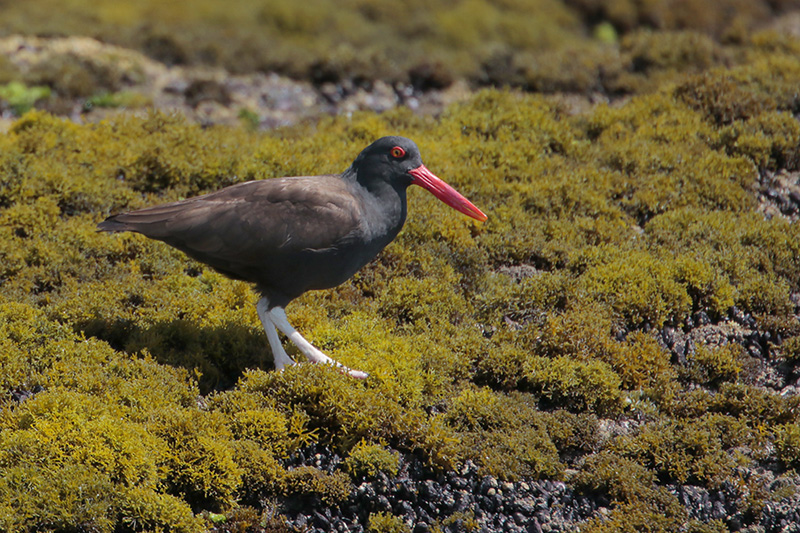 Blackish Oystercatcher