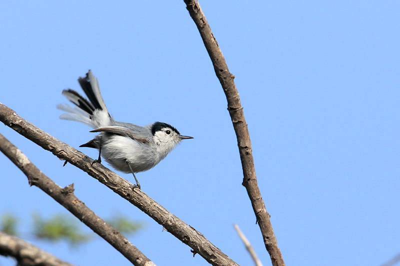 Tropical Gnatcatcher