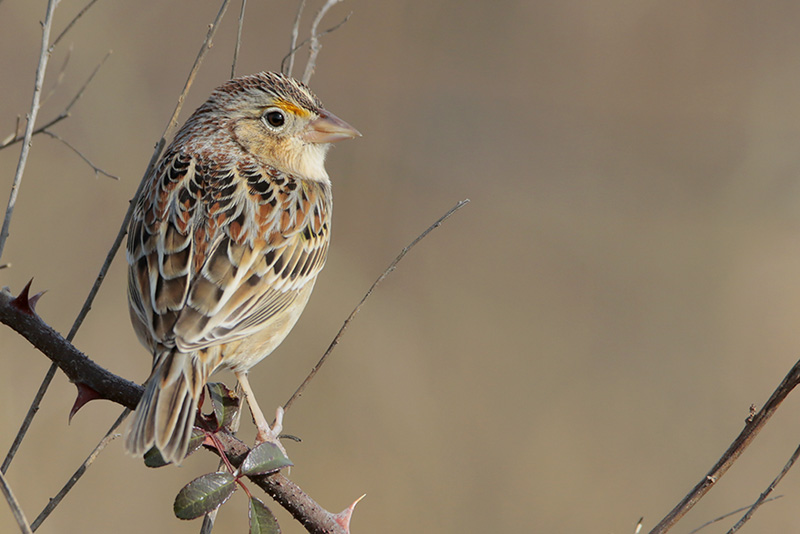 Grasshopper Sparrow