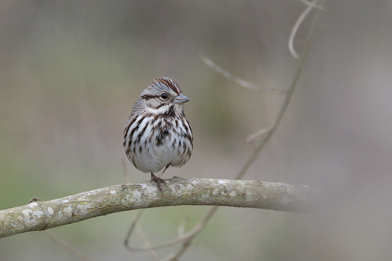 Song Sparrow