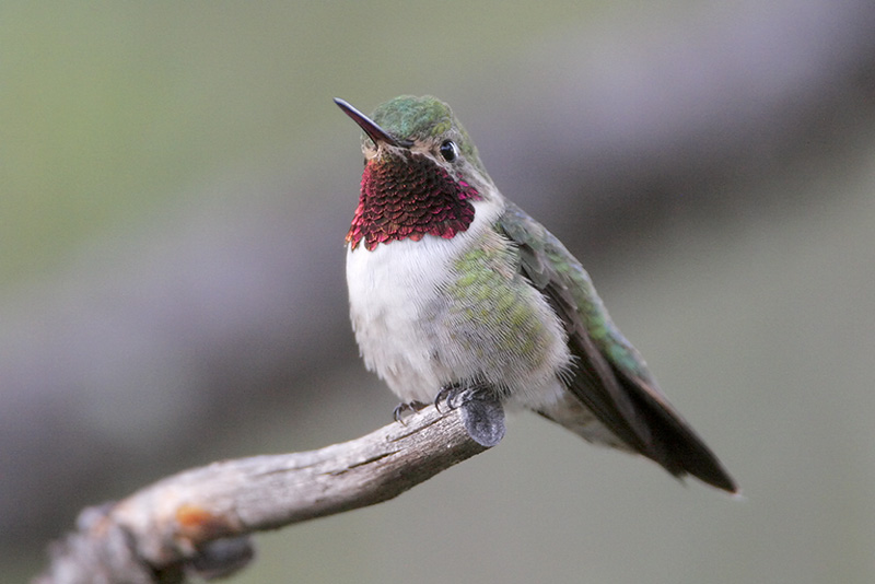 Broad-tailed Hummingbird