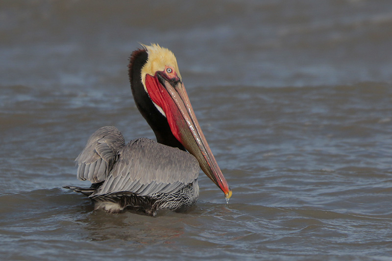 Brown Pelican (californicus)