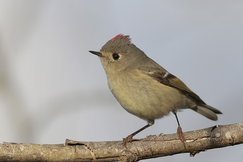 Ruby-crowned Kinglet