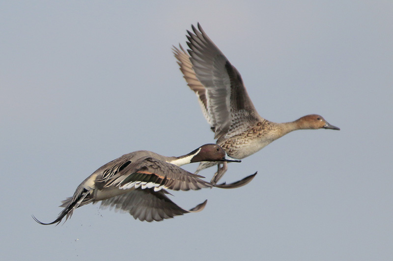 Northern Pintail