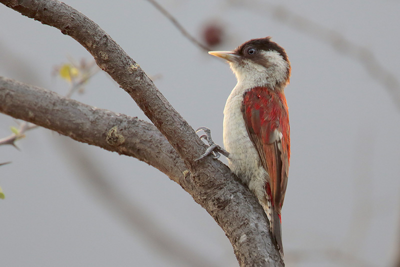 Scarlet-backed Woodpecker