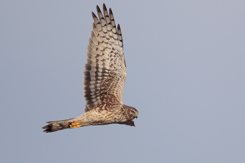 Northern Harrier