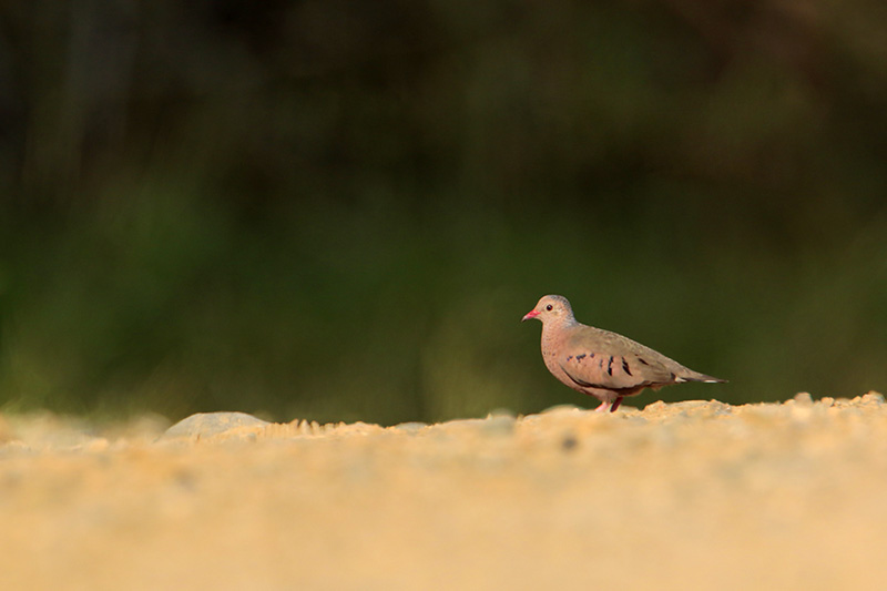Ruddy Ground Dove
