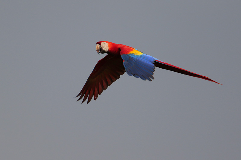 Scarlet Macaw