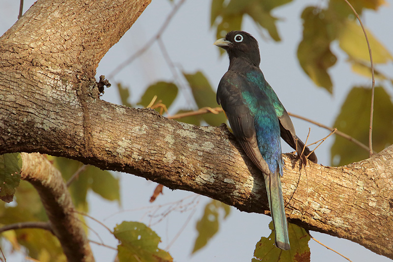 Black-headed Trogon