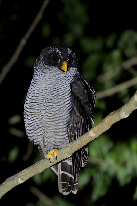 Black-and-white Owl