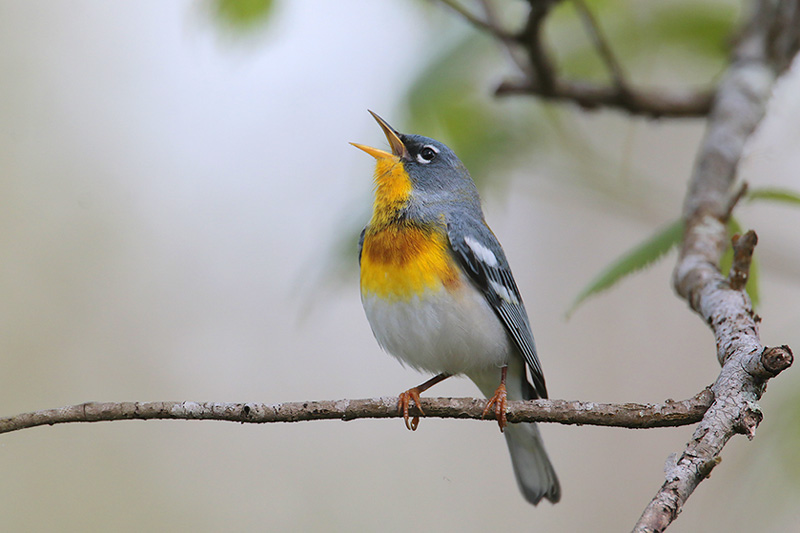 Northern Parula