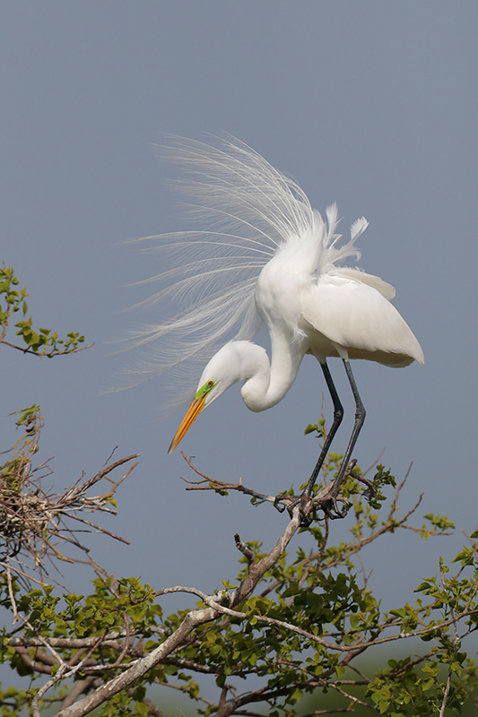 Great Egret