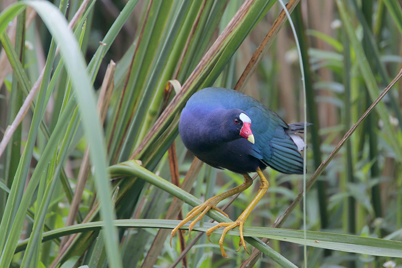 Purple Gallinule