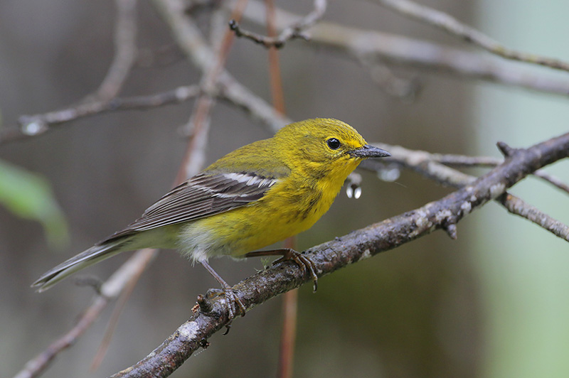 Pine Warbler