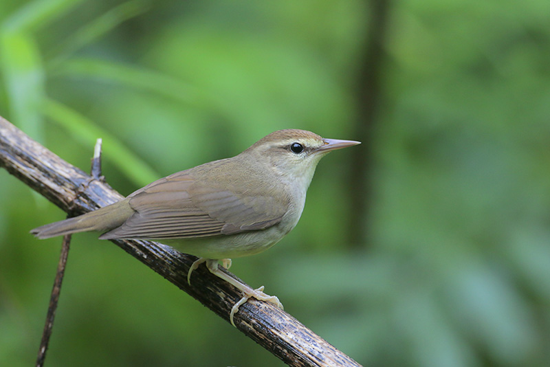 Swainsons Warbler