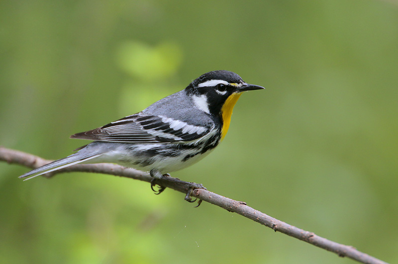 Yellow-throated Warbler