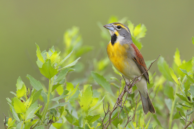 Dickcissel