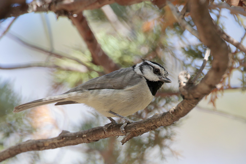 Bridled Titmouse