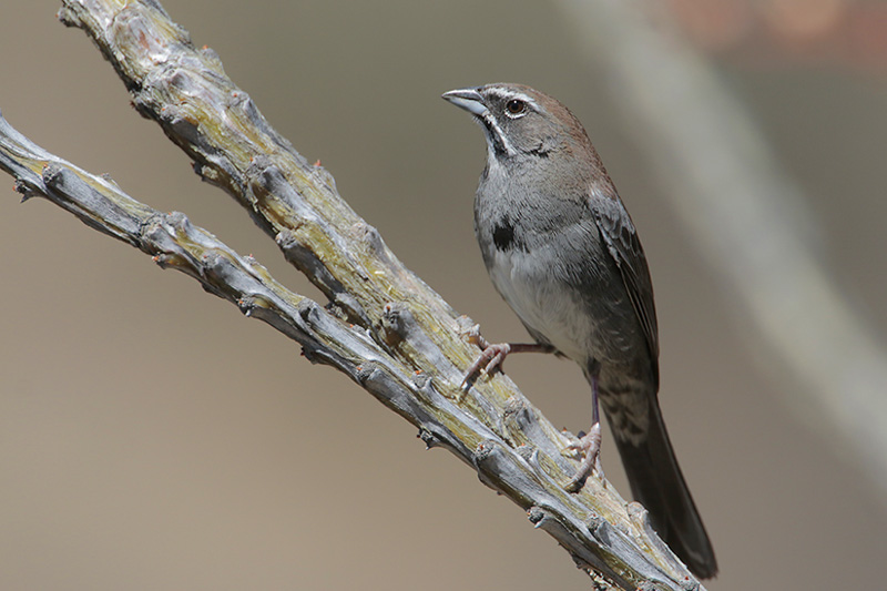 Five-striped Sparrow
