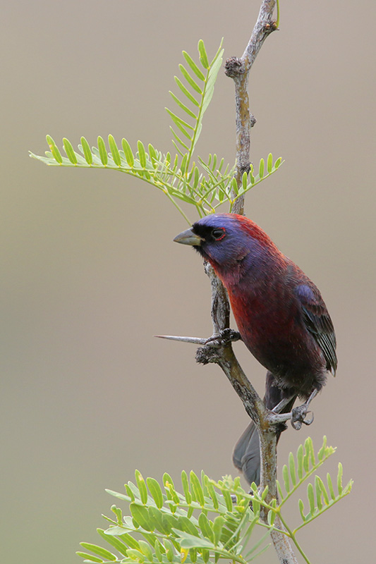 Varied Bunting