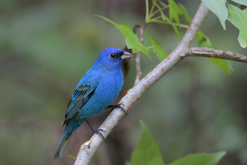 Indigo Bunting