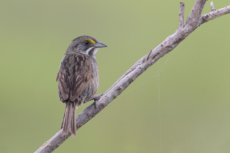 Seaside Sparrow