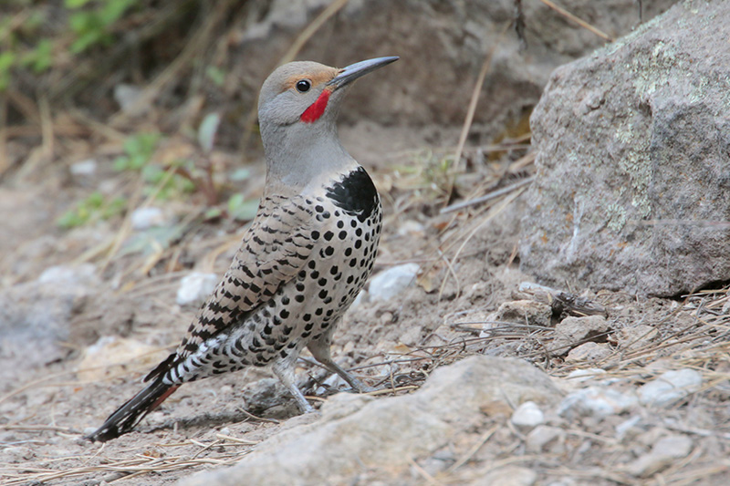 Northern Flicker